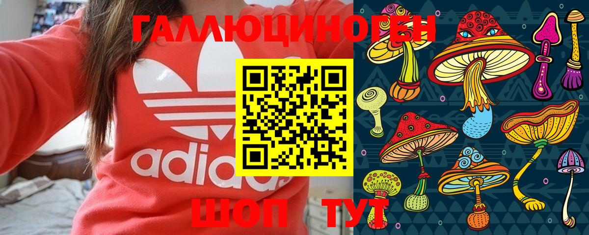 продажа наркотиков  Вход с VPN  Курчалой  Псилоцибиновые грибы Magic Shrooms  Галлюциногенные грибы Psilocybe 
